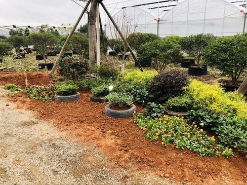 植物哲學營造的氛圍 記我院園林162班花境設計與施工實踐